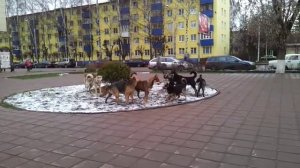 Солнечногорская собачья свадьба