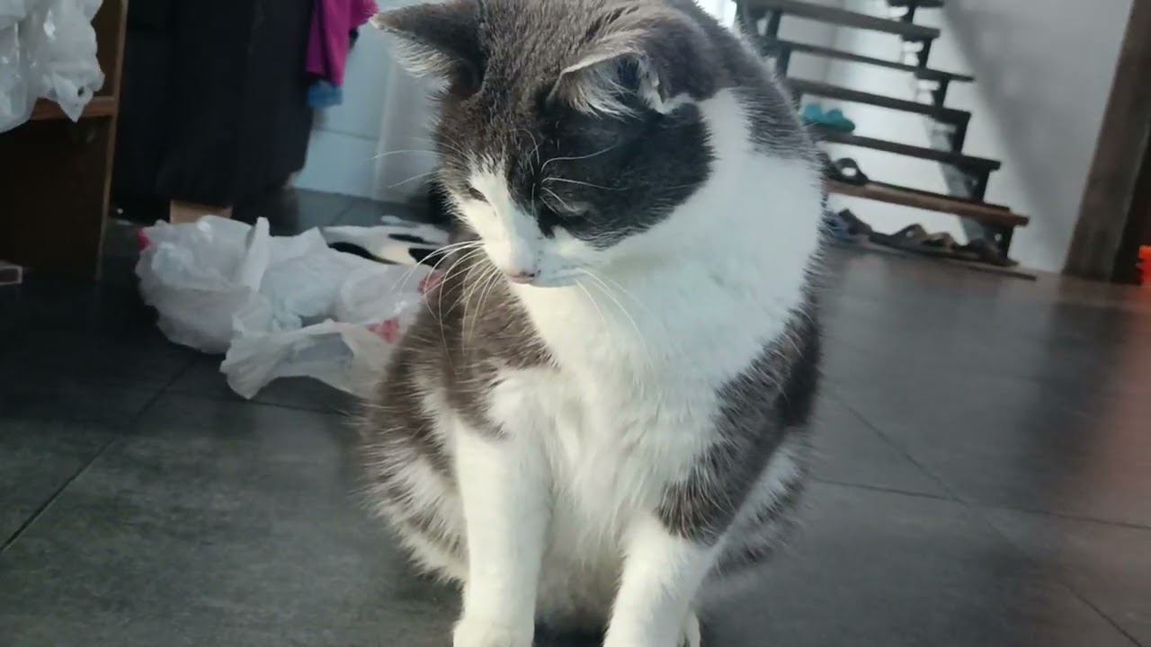 кошка и её любимая игрушка смотреть онлайн