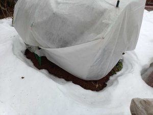 РОЗЫ В СНЕГУ. ВЫДЕРЖАТ ЛИ МОРОЗЫ?