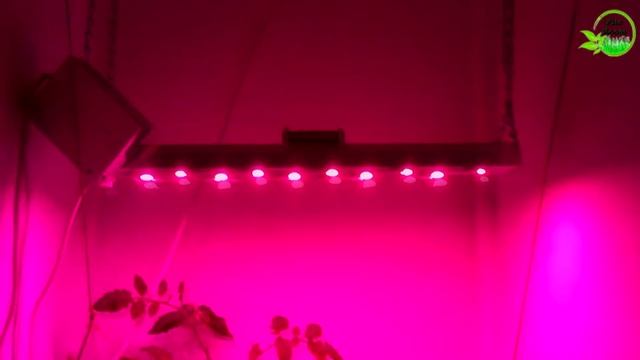 Виноград Атос фитопрожектор 100w полный фито спектр. №1 смотреть онлайн