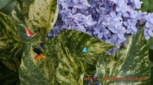 Сирень обыкновенная Аукубефолия (aucubaefolia) ? обзор: как сажать, саженцы сирени Аукубефолия