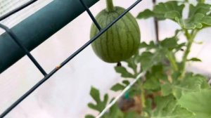 АРБУЗЫ 🍉 ЗАВЯЗАЛИСЬ И РОСТУТ КАК НА ДРОЖЖАХ 👩🌾