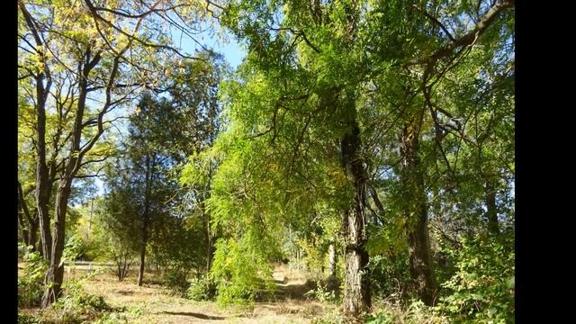 Крым Парк. Гвардейское. Я От Осени Шалея - Александр Келеберда и Юлия Хоменко... смотреть онлайн