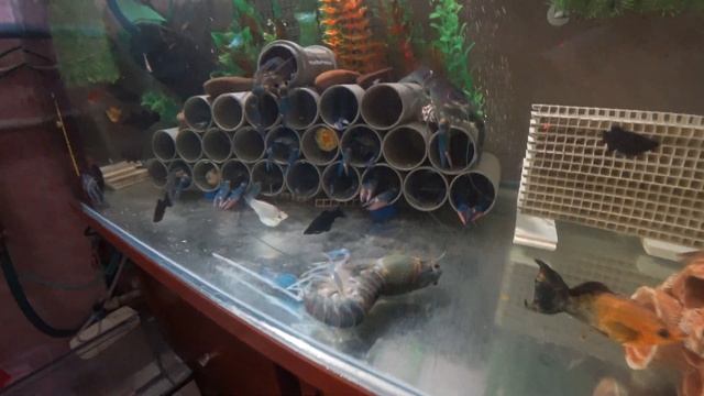 Линька австралийского рака в аквариуме смотреть онлайн