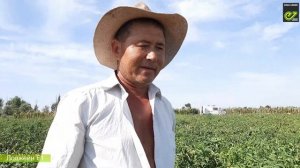 Керемет қызанақ Лоджейн F1