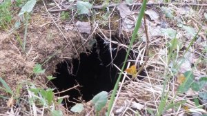 ВЛОГ Дачный :Застряла/ Бобры, плотина/ Кто нам делает запруду)