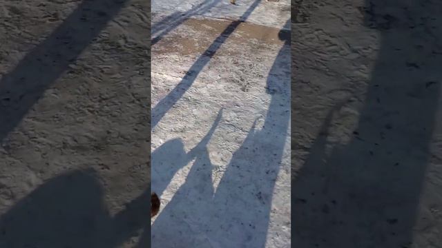 Пришёл чёрный кот и 2 трёх.цветки.Утреннее кормление.