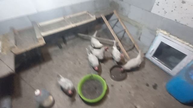яйценоскость кур зимой