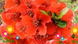 Айва великолепная на штамбе. Краткий обзор, описание характеристик chaenomeles superba файр дэнс