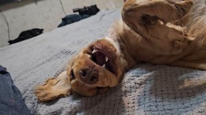 как вырос песик дурачимся на кровати