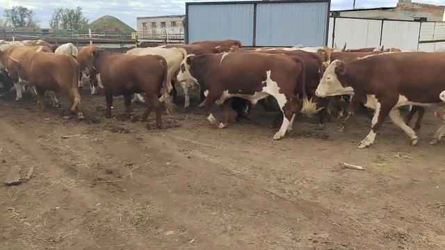 перегов ската на откорм. решили ставить быков на откорм полным ходом.