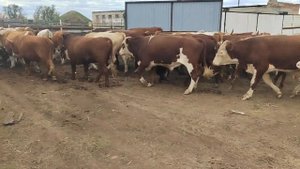 перегов ската на откорм. решили ставить быков на откорм полным ходом.