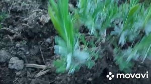 Лаванда,как размножить и  пересадить,легко!