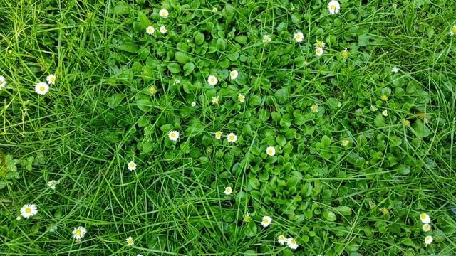 Как украсить газон маргаритками в саду смотреть онлайн