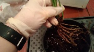 Пересадка аглаонемы