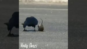 #хафа булиш йук#мир животных#хайвонот#animal