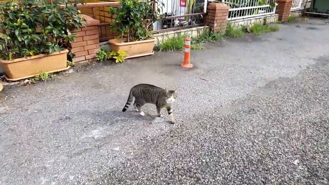 Кошки в Алании смотреть онлайн