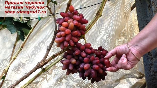 Казанова- тот виноград который покорит вас своим и видом и вкусом. смотреть онлайн