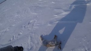 Охота на зайца 24г. Столько много я ещё не стрелял на охоте на зайца!