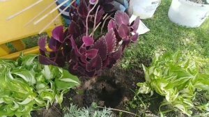 Посадка домашнего колеуса в сад.