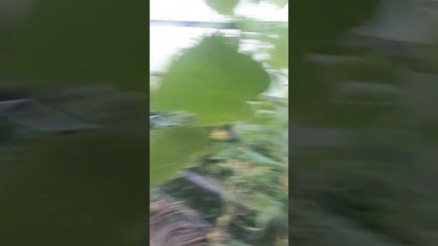 что я буду есть