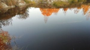 Очередной запуск раков в почищенный пруд на даче. Разведение раков в пруду на даче #shorts