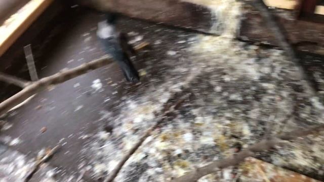 Вольер для вороны. Обзор вольера, а вернее мини-обзор. / An aviary for a crow. смотреть онлайн