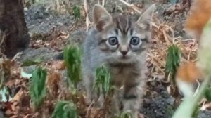 снимаю Текилу день 1🐈