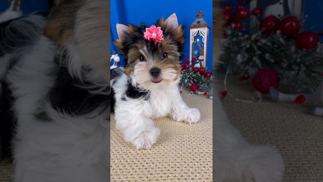 Костбар Шатц Евита Блейз, Бивер девочка смотреть онлайн