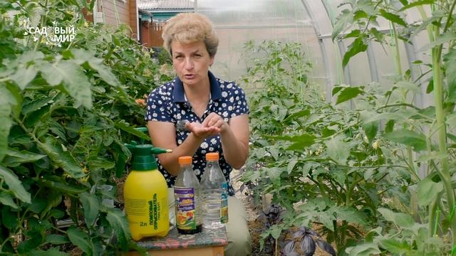 Защита томатов от болезней в июле смотреть онлайн
