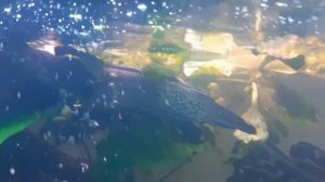 ЗМЕЕГОЛОВ СТЮАРТА (Channa stewartii)|ПОДВИДЫ змееголовов, обзор