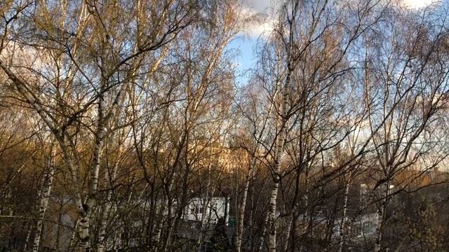 Николай Заболоцкий. Поздняя весна смотреть онлайн