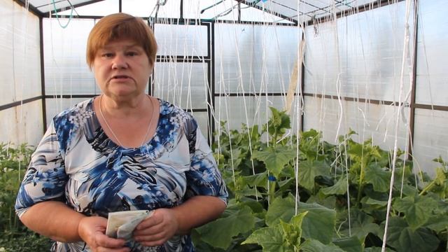Желтеют Листья Огурцов. Причины и Эффективное Решение Проблемы.