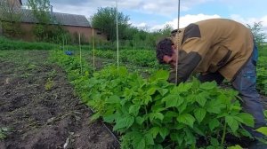 Прореживаем малину. Боремся с хлорозом