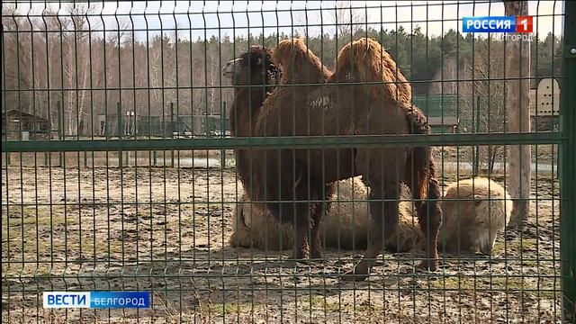 В мире животных Белгорода: Николай Дроздов посетил наш регион