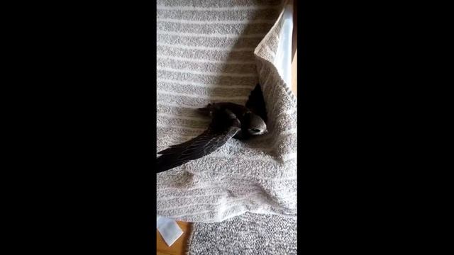 Как с нами жил Стриж (см. с субтитрами!!) смотреть онлайн