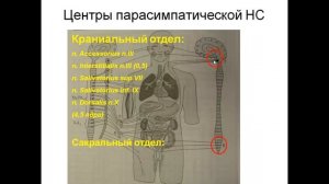 Вегетативная нервная система лекция