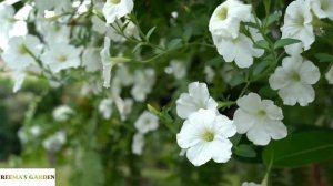 Petunia | Flowering Plants