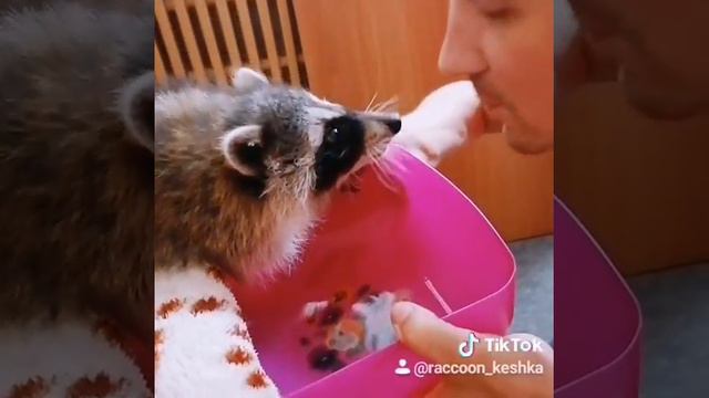 Как живут еноты с человеком, ручной енот