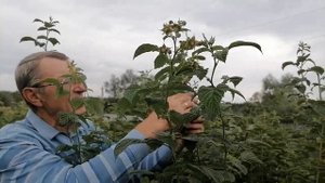 Маточник летней малины Соколица