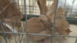 павлиньи голуби (павлины)