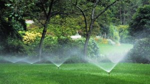 Рододендроны (азалии) в средней полосе России