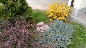 КРАСИВЫЕ КУСТАРНИКИ В САДУ / ДЕКОРАТИВНЫЕ КУСТАРНИКИ / РАЗНОЦВЕТНЫЕ ЛИСТЬЯ КУСТОВ / Альпийская горк
