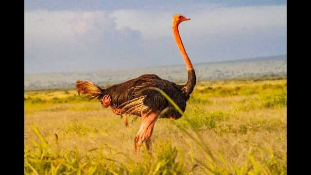 Забавные Птицы // Страус смотреть онлайн