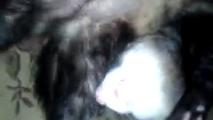 Как спит мой хорёк