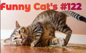 Смешные коты #122