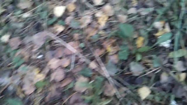 Гриб дождевик смотреть онлайн