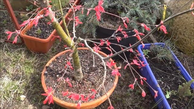 Покажу часть сеянцев после зимовки и как распускается японский клен смотреть онлайн