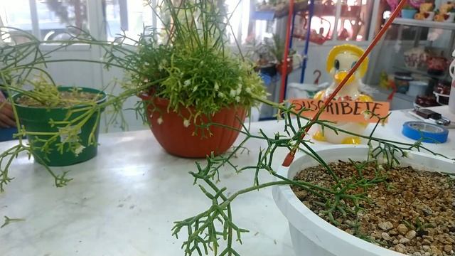 Rhipsalis Cereuscula