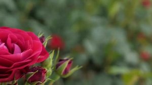 Мелодия заката. Красивый саксофон.Самый романтичный звук саксофона,гитары,фортепиано-Saxophone musi